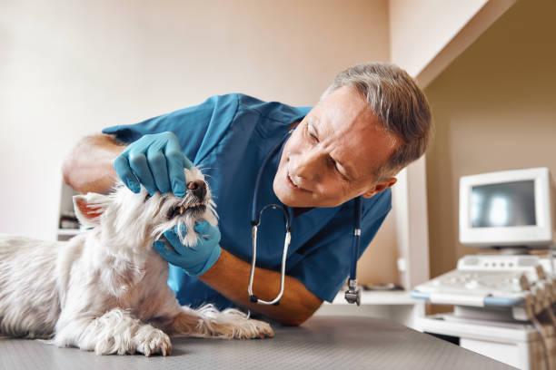 Best Mobile Emergency Dentist in Clendon, AR
